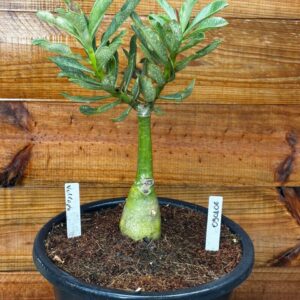 0901 06 Vaso 8 Litros Rosa do Deserto Volcano