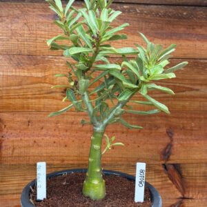 0901 08 Vaso 8 Litros Rosa do Deserto Rei Davi 2