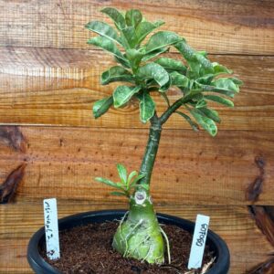 0901 09 Vaso 8 Litros Rosa do Deserto Mei Xiang 2