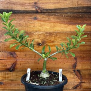 0901 11 Vaso 8 Litros Rosa do Deserto Perola