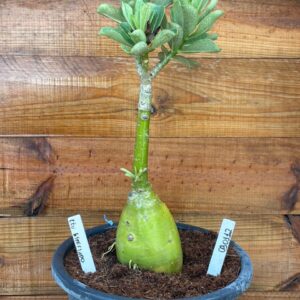 0901 12 Vaso 8 Litros Rosa do Deserto Ceu Estrelado