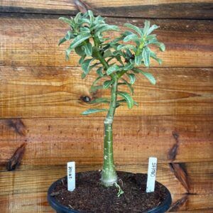 0901 15 Vaso 8 Litros Rosa do Deserto Hanna