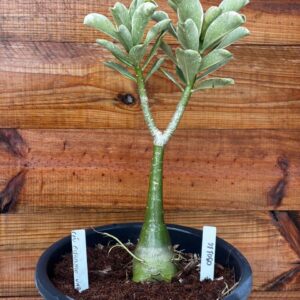 0901 16 Vaso 8 Litros Rosa do Deserto Ceu Estrelado Variegata