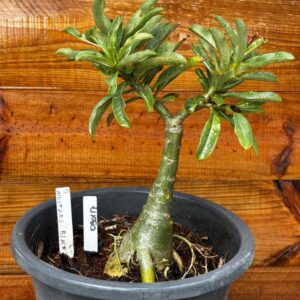 0901 17 Vaso 8 Litros Rosa do Deserto Mustang Black