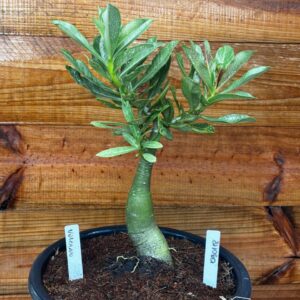 0901 18 Vaso 8 Litros Rosa do Deserto Volcano