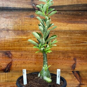 0901 25 Vaso 8 Litros Rosa do Deserto P200