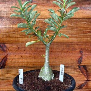 0901 26 Vaso 8 Litros Rosa do Deserto Stella