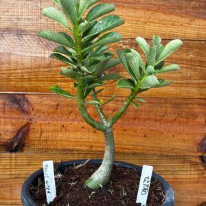 0901 27 Vaso 8 Litros Rosa do Deserto Beauty Witch