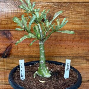 0901 28 Vaso 8 Litros Rosa do Deserto Star Cluster 2