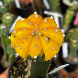 1301 01 Cacto Astrophytum Asterias variegata Enxertado