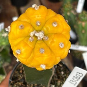 1301 03 Cacto Astrophytum Asterias Aurea kikko Enxertado