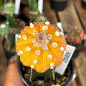 1301 04 Cacto Astrophytum Asterias variegata Star Shape Enxertado