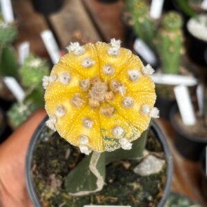 1301 05 Cacto Astrophytum Asterias variegata Ooibo Enxertado