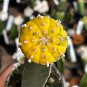 1301 07 Cacto Astrophytum Asterias variegata ( Enxertado )