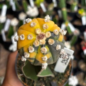 1301 08 Cacto Astrophytum Asterias variegata Ooibo ( Enxertado )