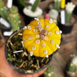 1301 09 Cacto Astrophytum Asterias Aurea Ooibo ( Enxertado )