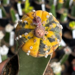 1301 10 Cacto Astrophytum Asterias variegata ( Enxertado )