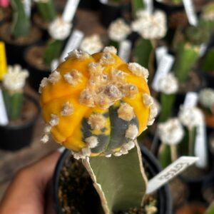 1301 13 Cacto Astrophytum Asterias variegata ( Enxertado )
