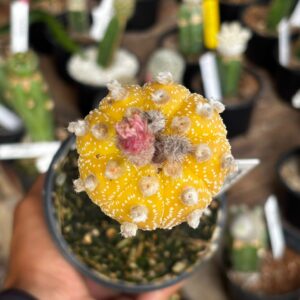 1301 14 Cacto Astrophytum Asterias Aurea Rainbow Flower ( Enxertado )