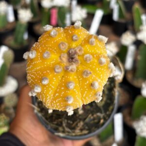 1301 15 Cacto Astrophytum Asterias Aurea ( Enxertado )