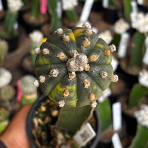 1301 17 Cacto Astrophytum Asterias Variegata ( Enxertado )
