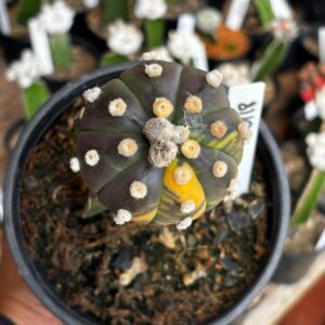1301 18 Cacto Astrophytum Asterias Variegata ( Enxertado )