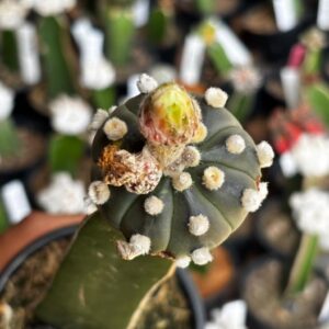 1301 20 Cacto Astrophytum Asterias Black ( Enxertado )