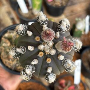 1301 21 Cacto Astrophytum Asterias Black Rainbow Flower  ( Enxertado )