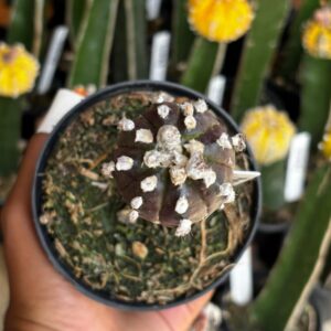 1301 22 Cacto Astrophytum Asterias Black ( Enxertado )