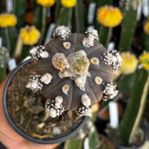 1301 24 Cacto Astrophytum Asterias Black ( Enxertado )