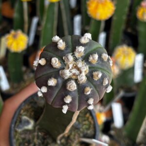 1301 25 Cacto Astrophytum Asterias Black ( Enxertado )