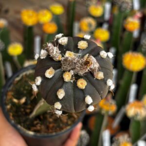 1301 26 Cacto Astrophytum Asterias Black ( Enxertado )
