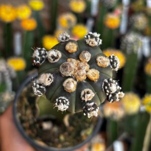 1301 27 Cacto Astrophytum Asterias Black ( Enxertado )