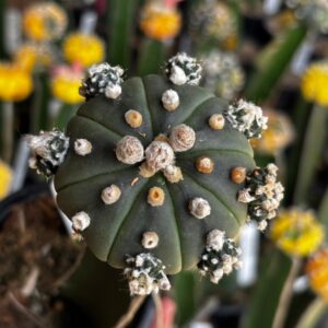 1301 28 Cacto Astrophytum Asterias Black ( Enxertado )