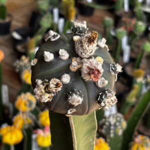 1301 29 Cacto Astrophytum Asterias Black ( Enxertado )