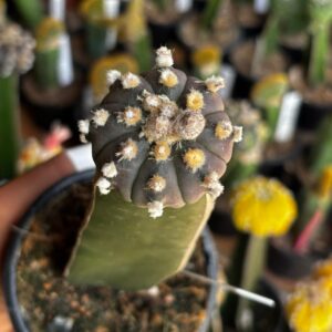 1301 30 Cacto Astrophytum Asterias Black ( Enxertado )