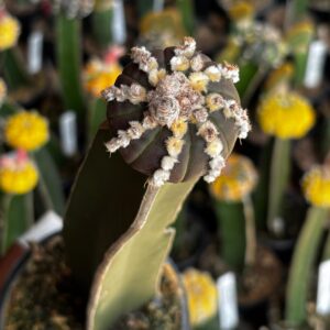 1301 31 Cacto Astrophytum Asterias Black ( Enxertado )