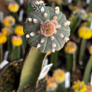 1301 32 Cacto Astrophytum Asterias ( Enxertado )