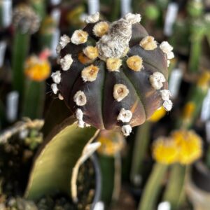 1301 33 Cacto Astrophytum Asterias Black ( Enxertado )
