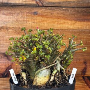 1301 01 Arabicum Godji Dk - Adulta