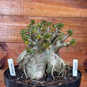 1301 03 Arabicum Minotauro - Adulta