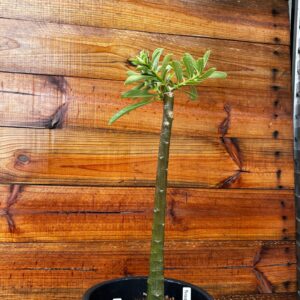 1401 17  Anaconda Paradise