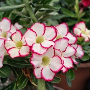 Podadinha - Rosa do Deserto Carpe Diem