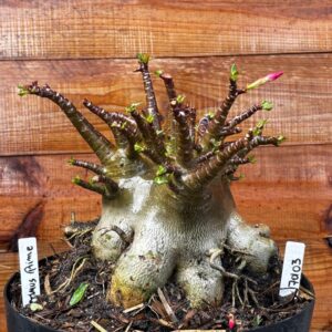 1701 03 Arabicum Optimus Prime - Adulta