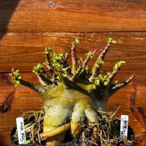 1701 04 Arabicum Star Wars - Adulta