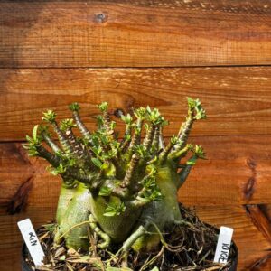 1701 01 Arabicum Nix - Adulta