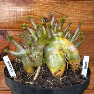 1701 07 Arabicum Panzer - Adulta