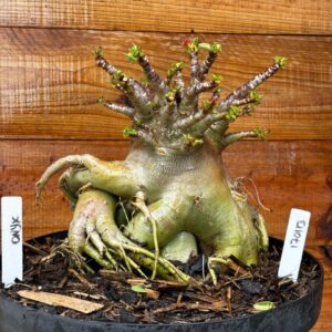 1701 13 Arabicum Onyx - Adulta