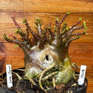 1701 19 Arabicum Godji Champ - Adulta