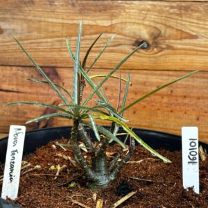 1601 01 Vaso 8 Litros Rosa do Deserto Nova Tanzania